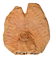 Afbeelding object 25ams44 - 1542 - NZD1.00099KSC003