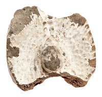 Afbeelding object 25ams44 - 1543 - NZD1.00397KSC002